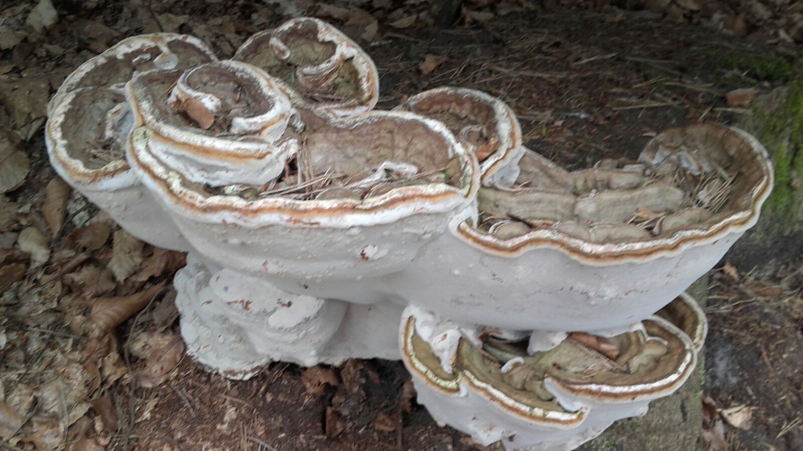 Tonderzwam en welke?