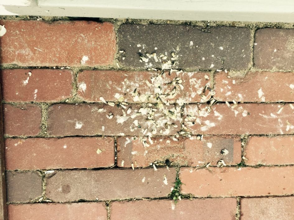 Van welk dier zijn deze uitwerpselen