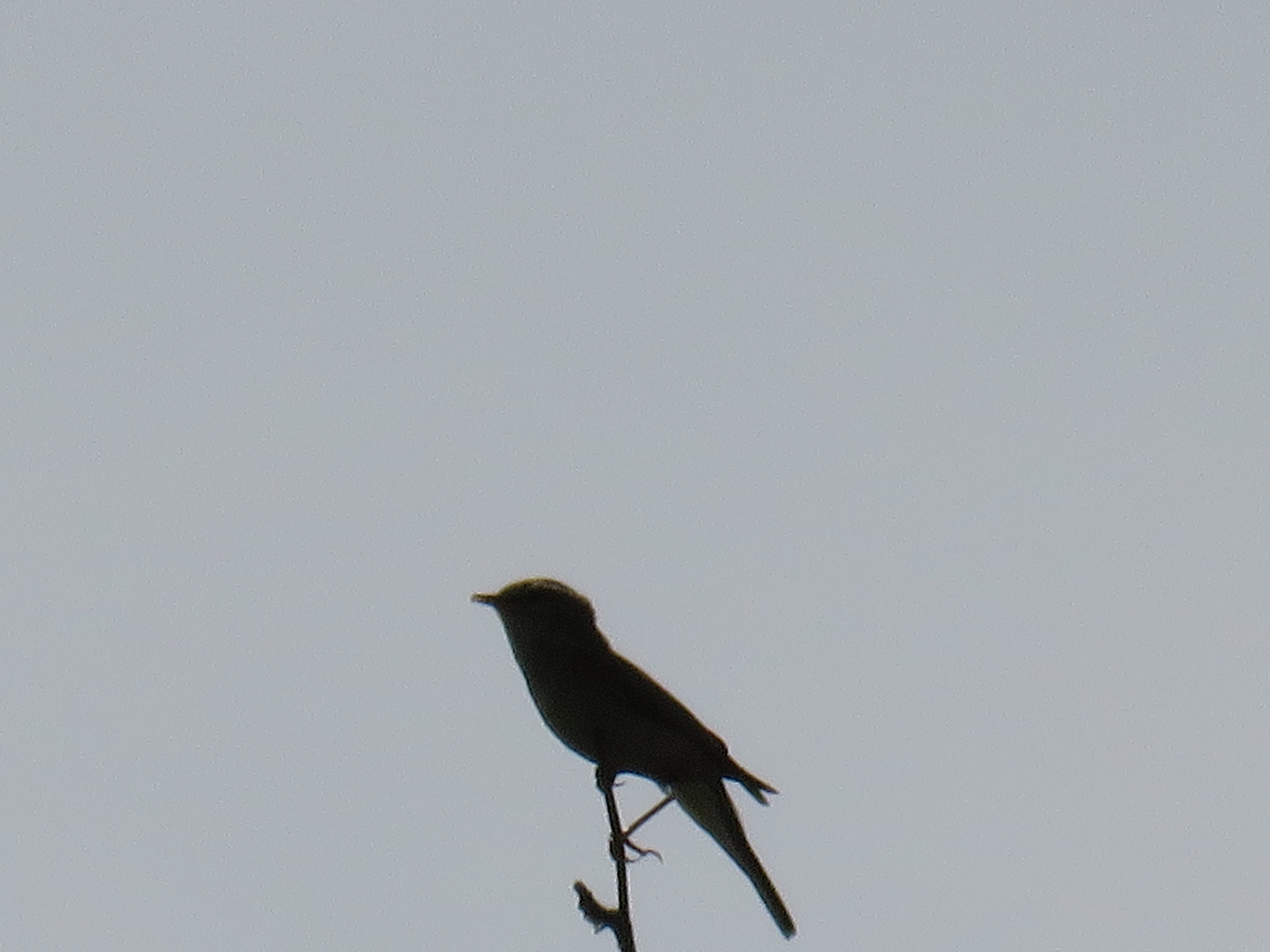 kleine zanger in duinen