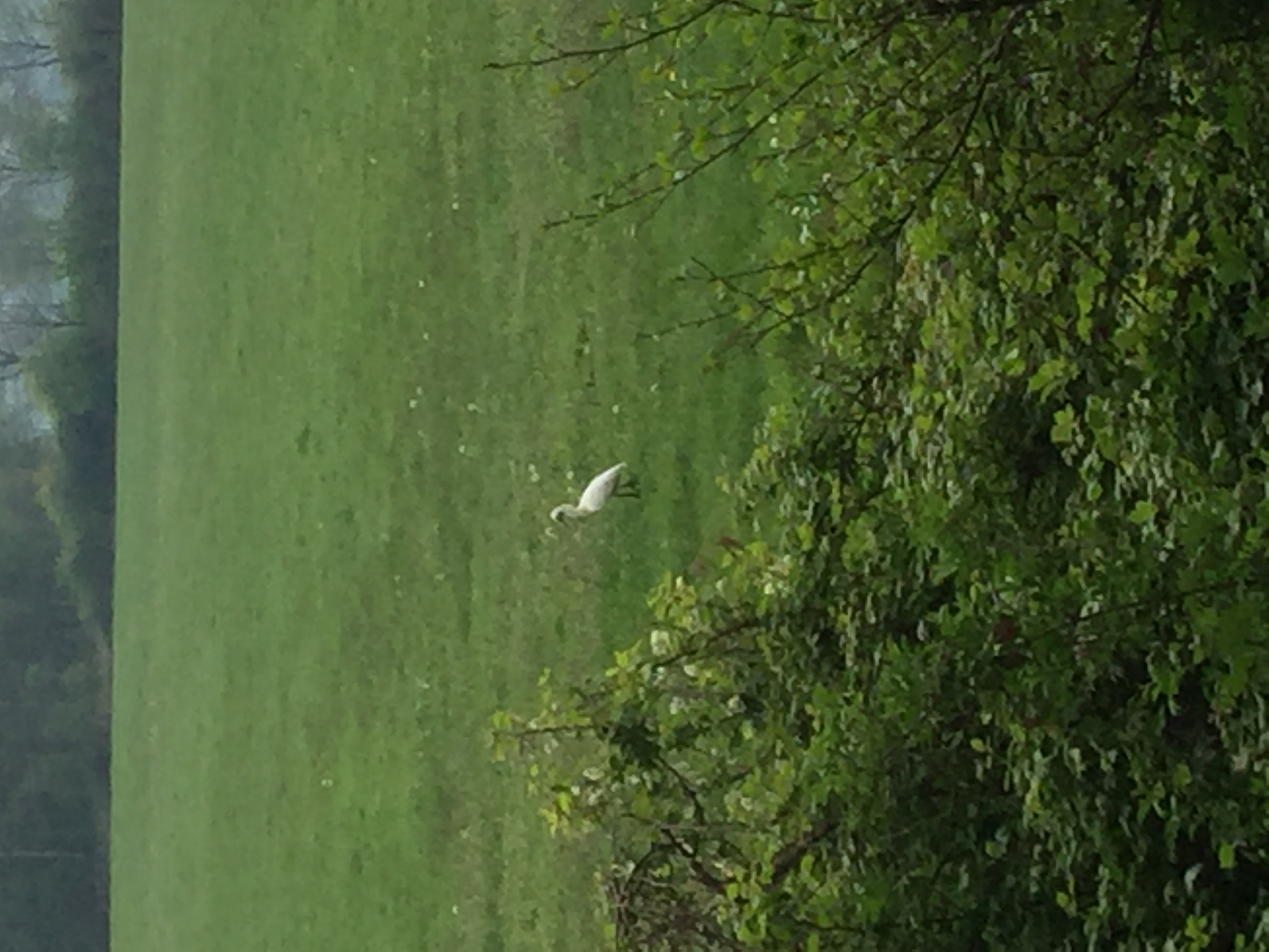3 lepelaars gespot bij "Daatselaar werken" bij Renswoude