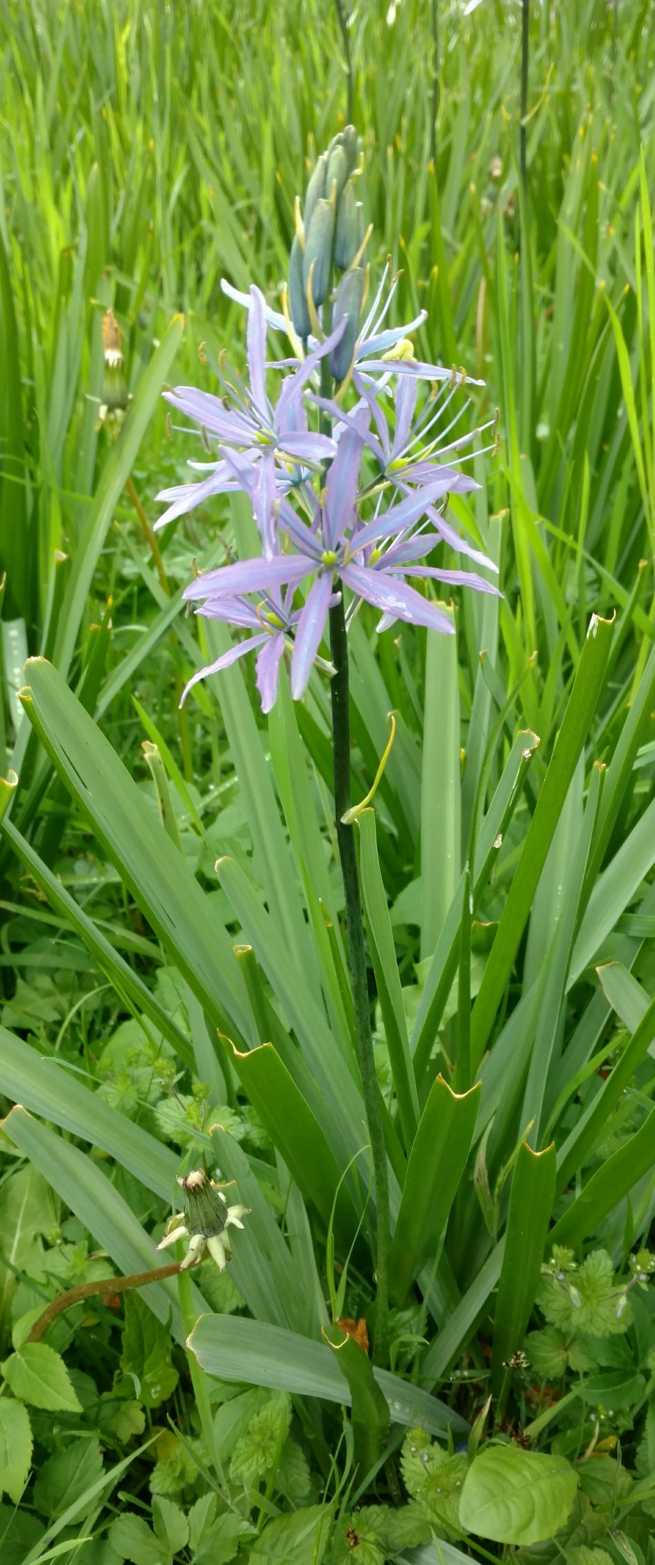 Wat voor bloem is dit