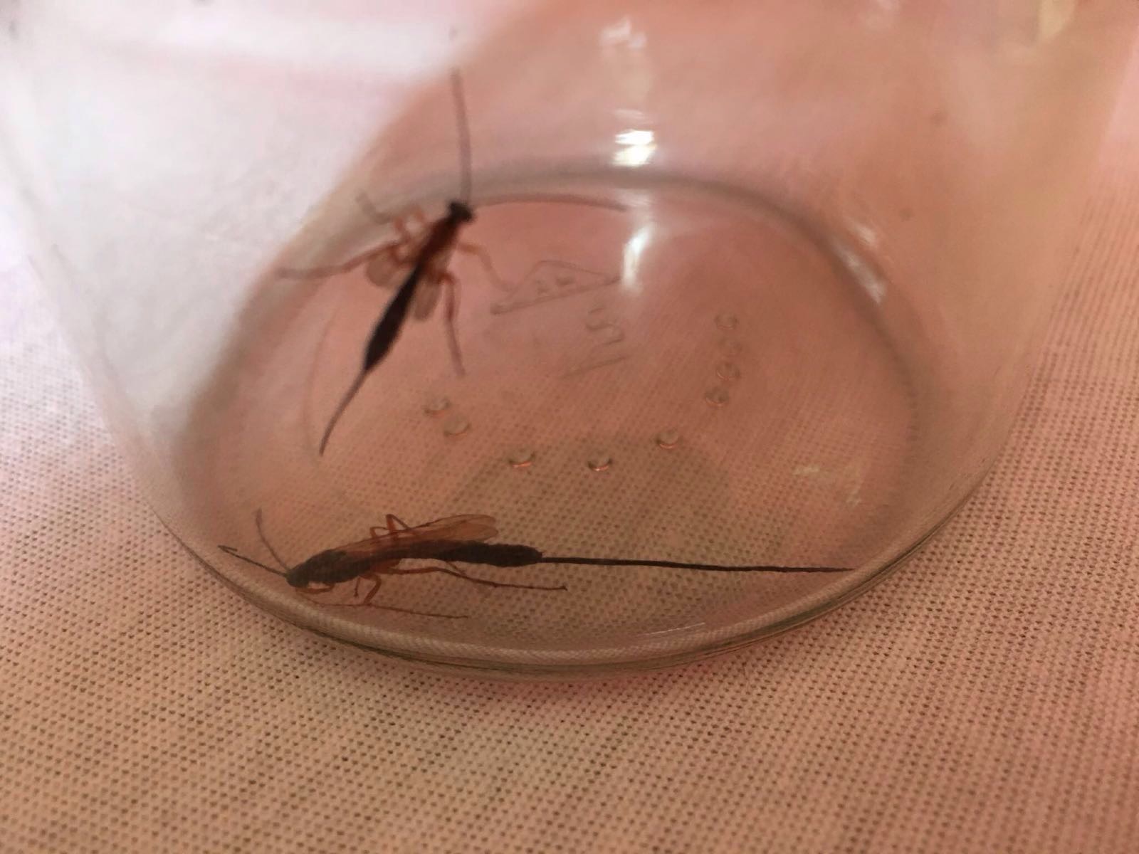 insecten met legboor