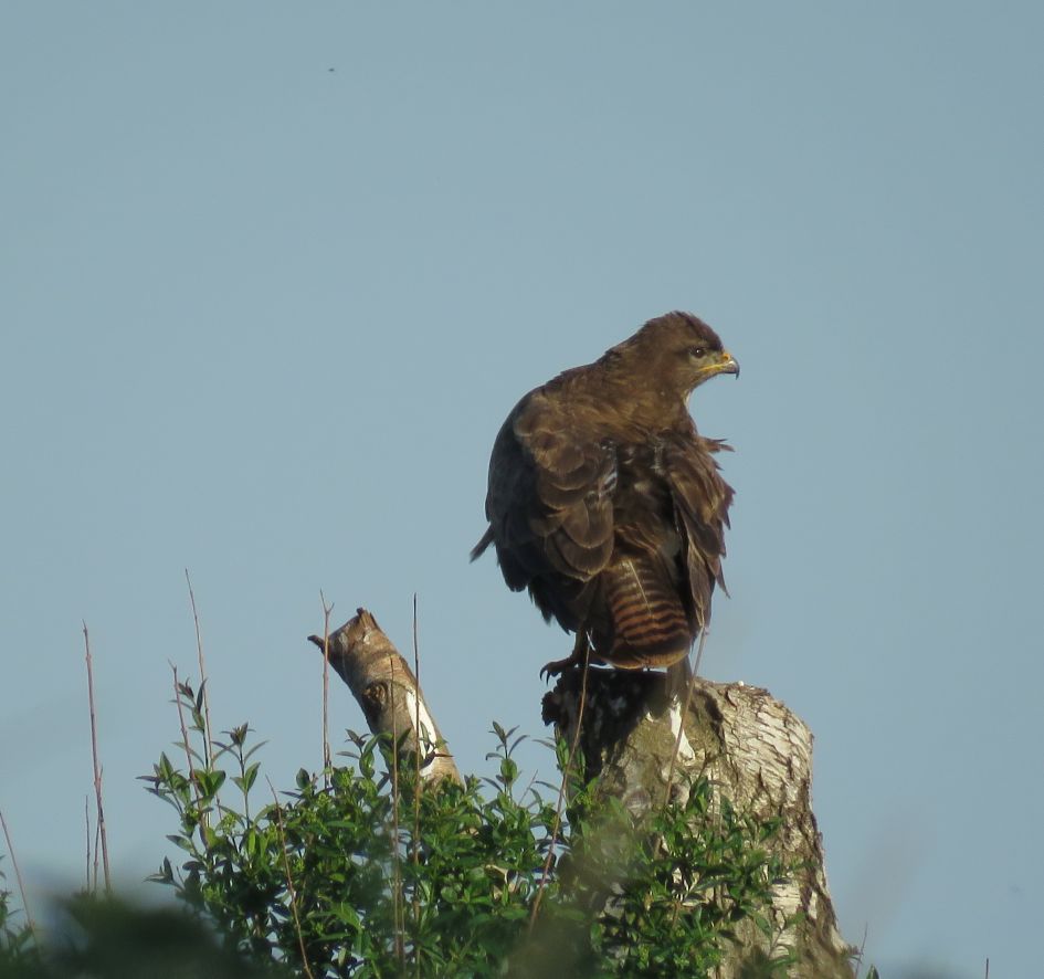 Blauw in veren Buizerd.