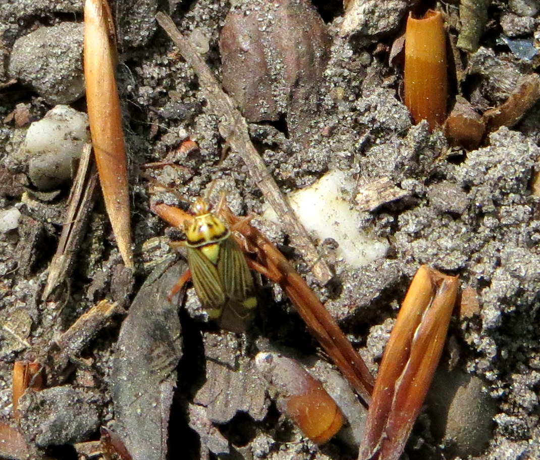 Is dit een (kleie) wants?