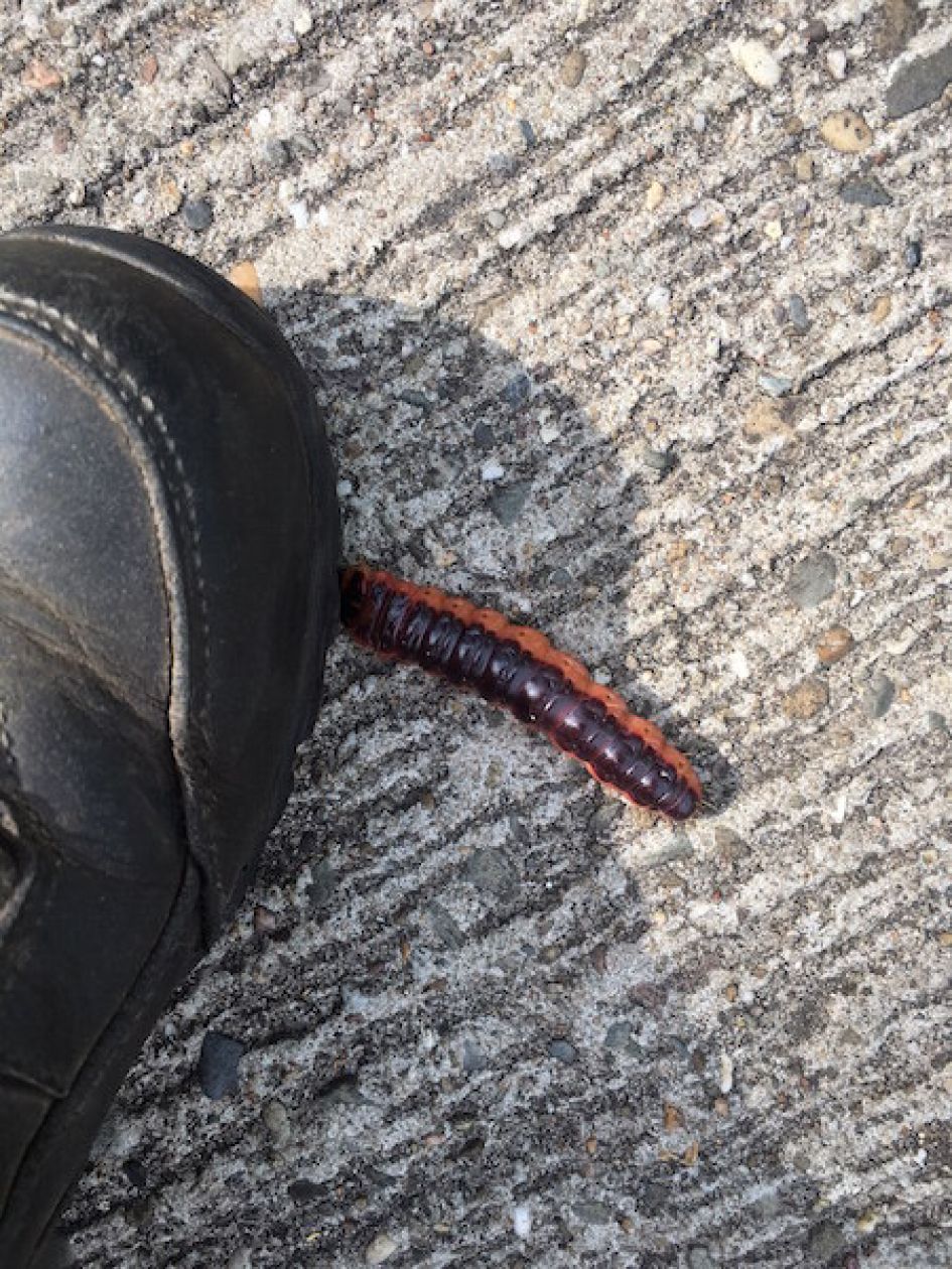 Welke vlinder? Of  rups?