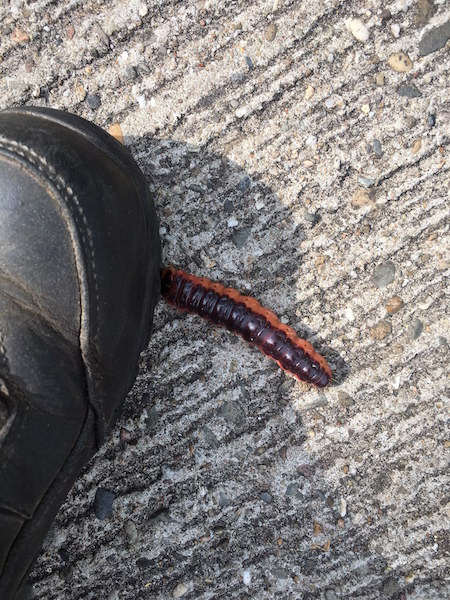 Welke vlinder? Of  rups?