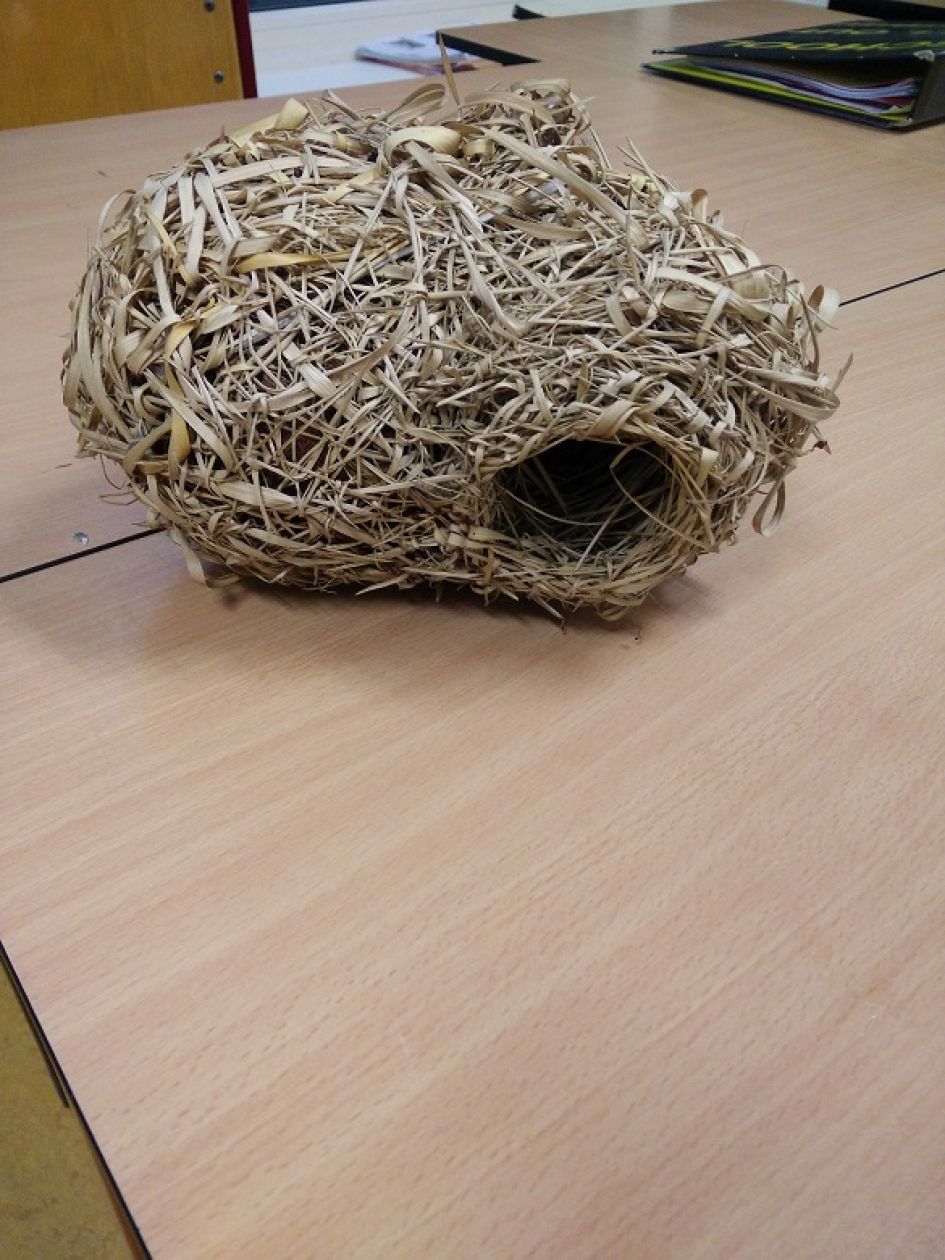 Van wie is dit nest?