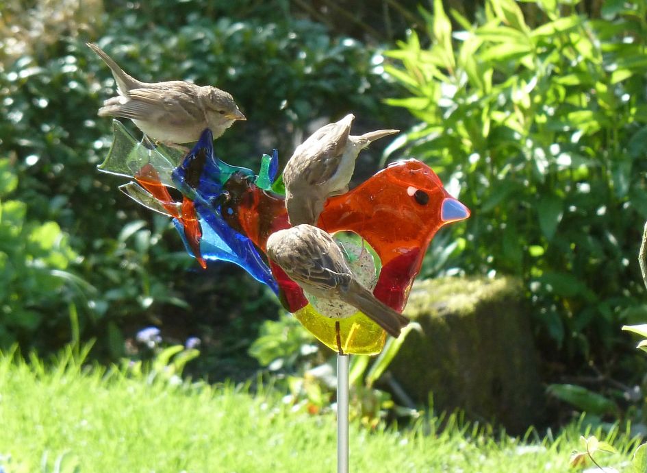 welke vogels zijn dit