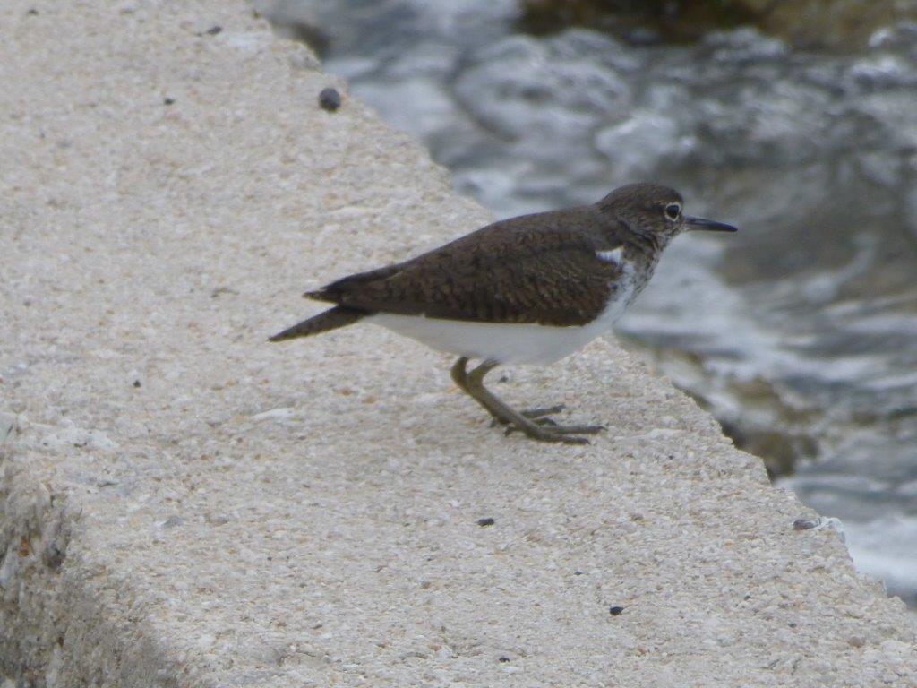 welke plevier is dit?