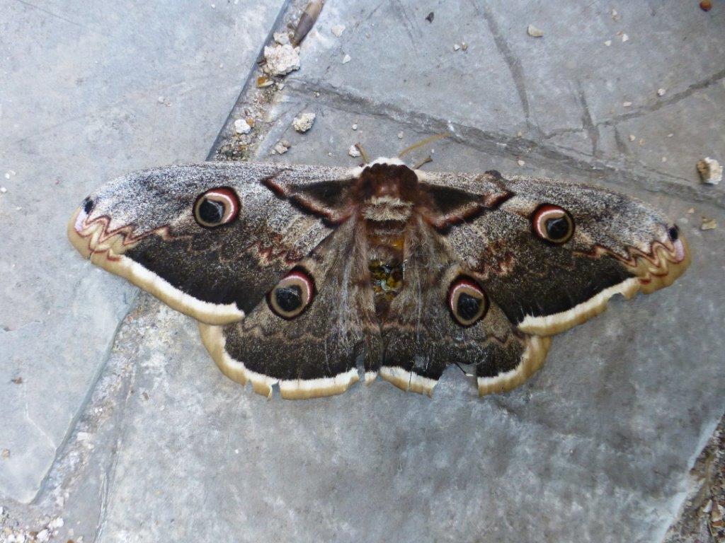 welke vlinder is dit?