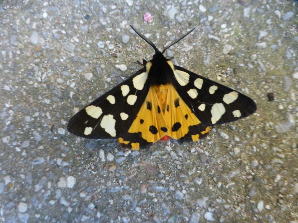 welke vlinder is dit?