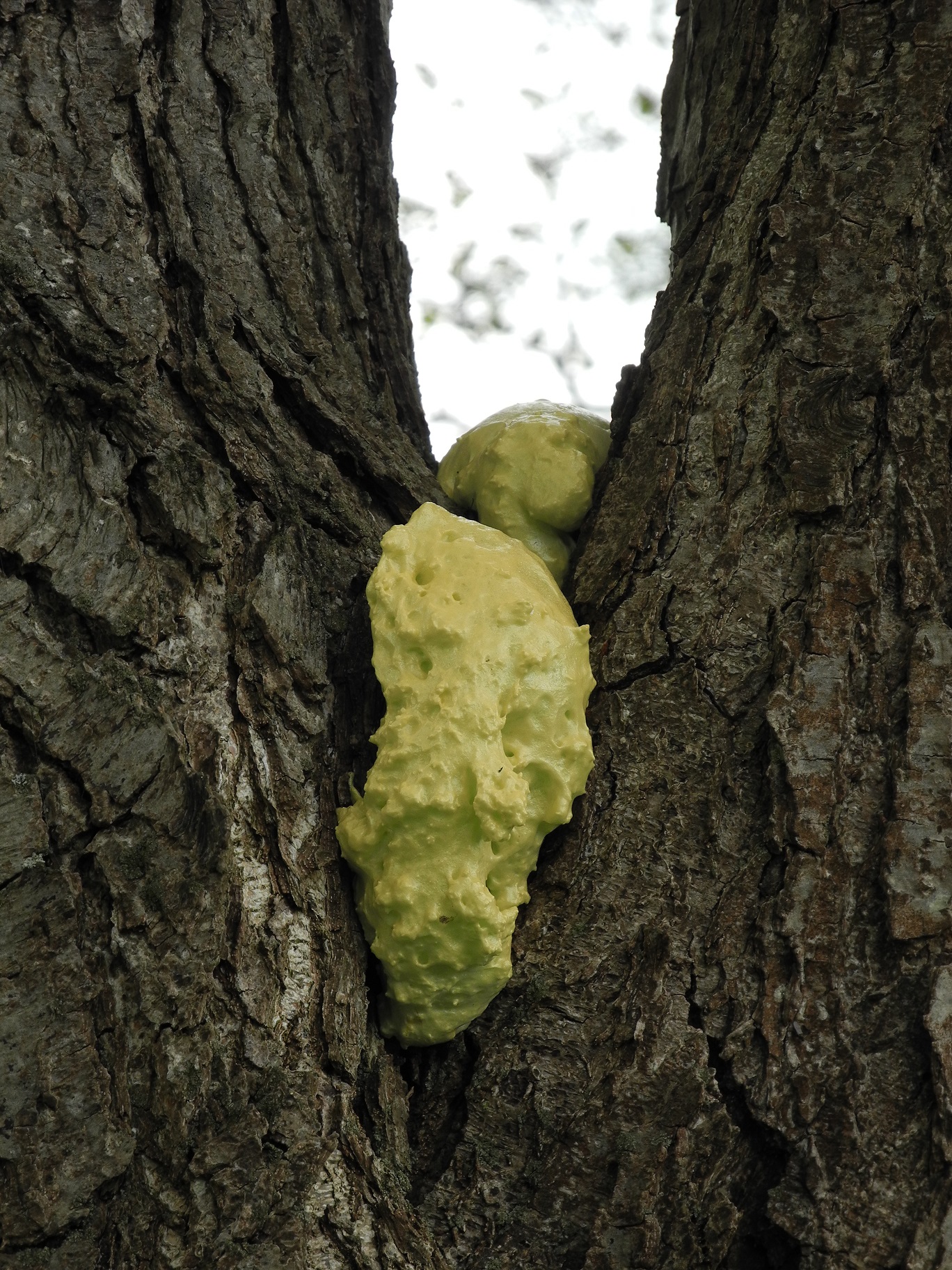 purschuim paddenstoel