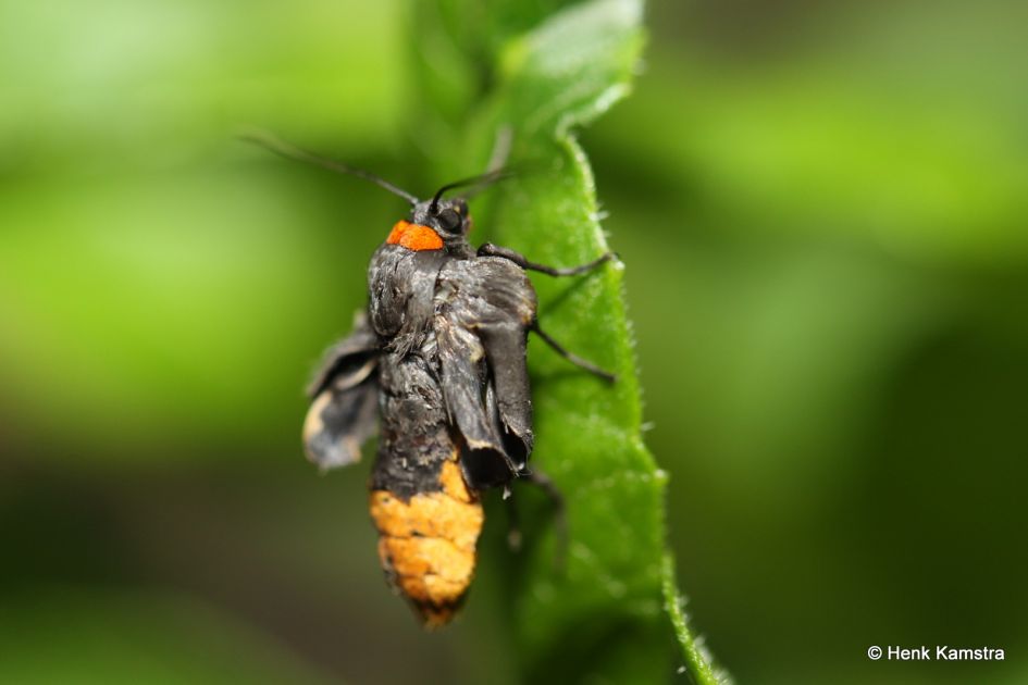 insect met onvolledige vleugels