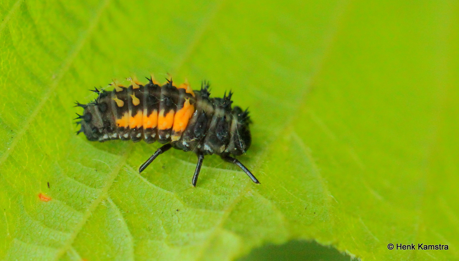 Larve lieveheersbeestje?