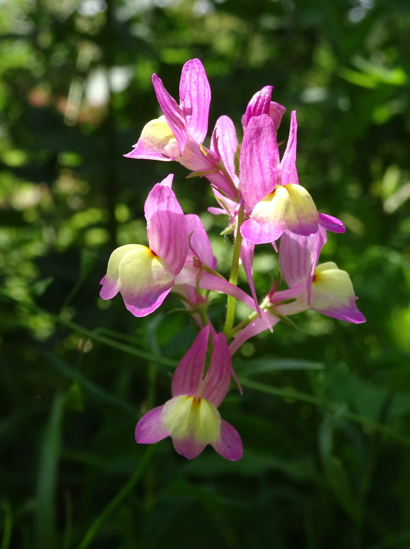 Dit kleine bloempje met puntzakje ...