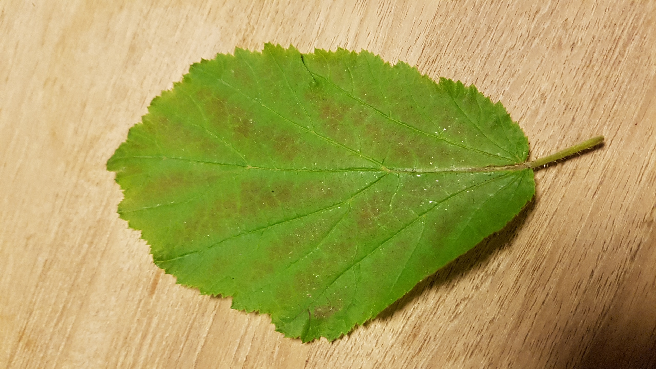 Van welke boom is dit een blad