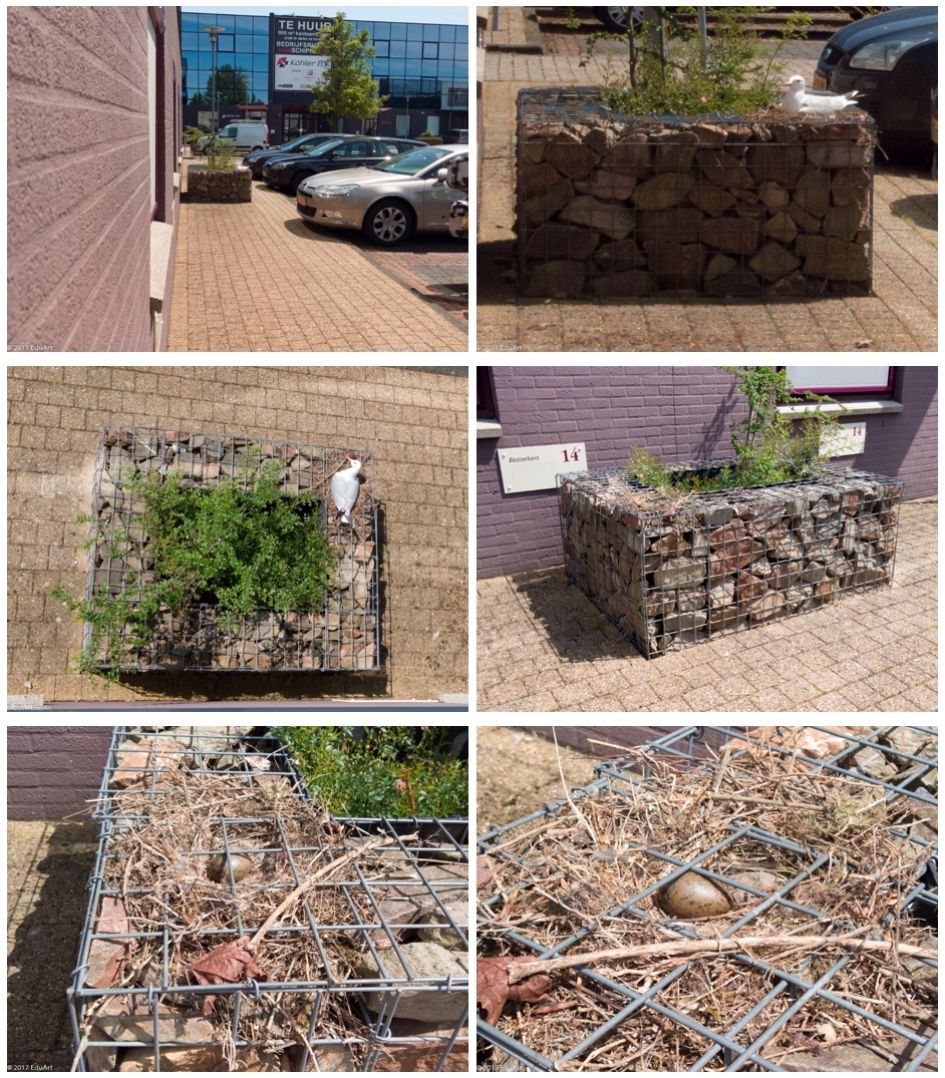 Wat voor een meeuw is dit?