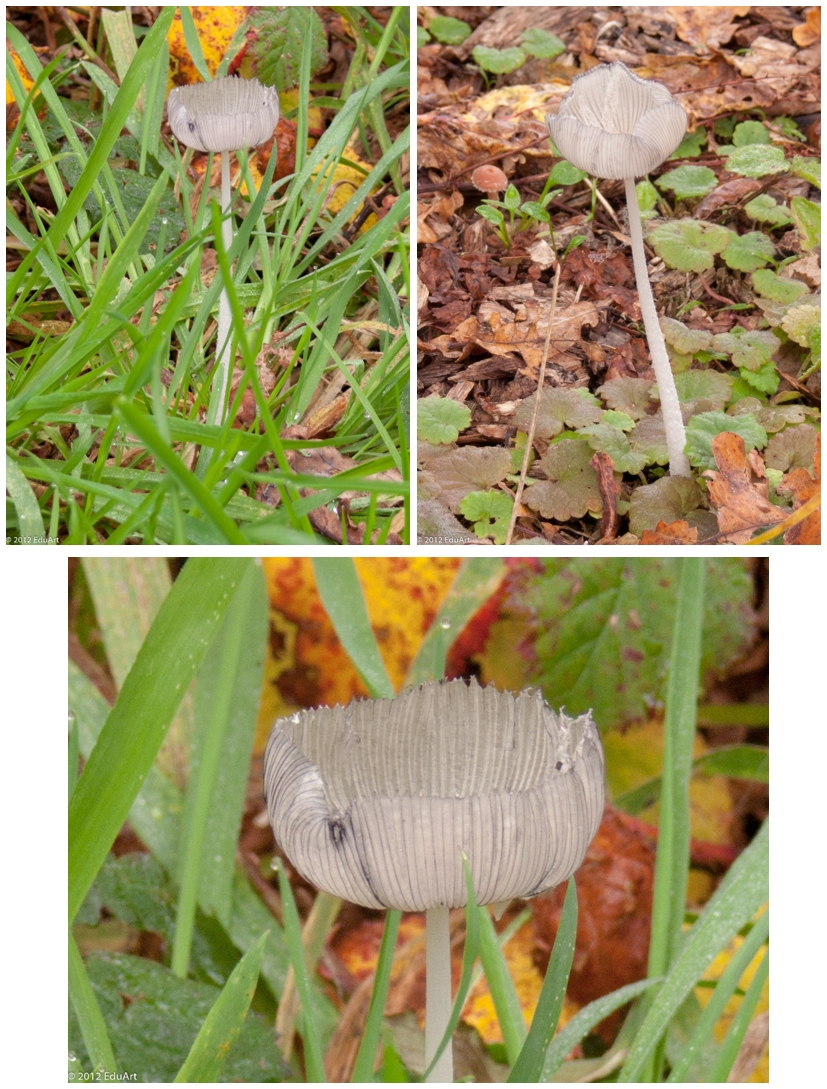 Plant, of toch een paddestoel?