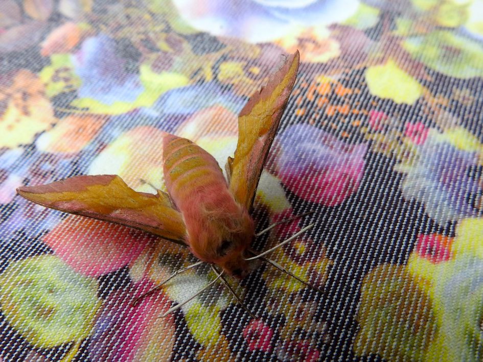 Nachtvlinder op bezoek