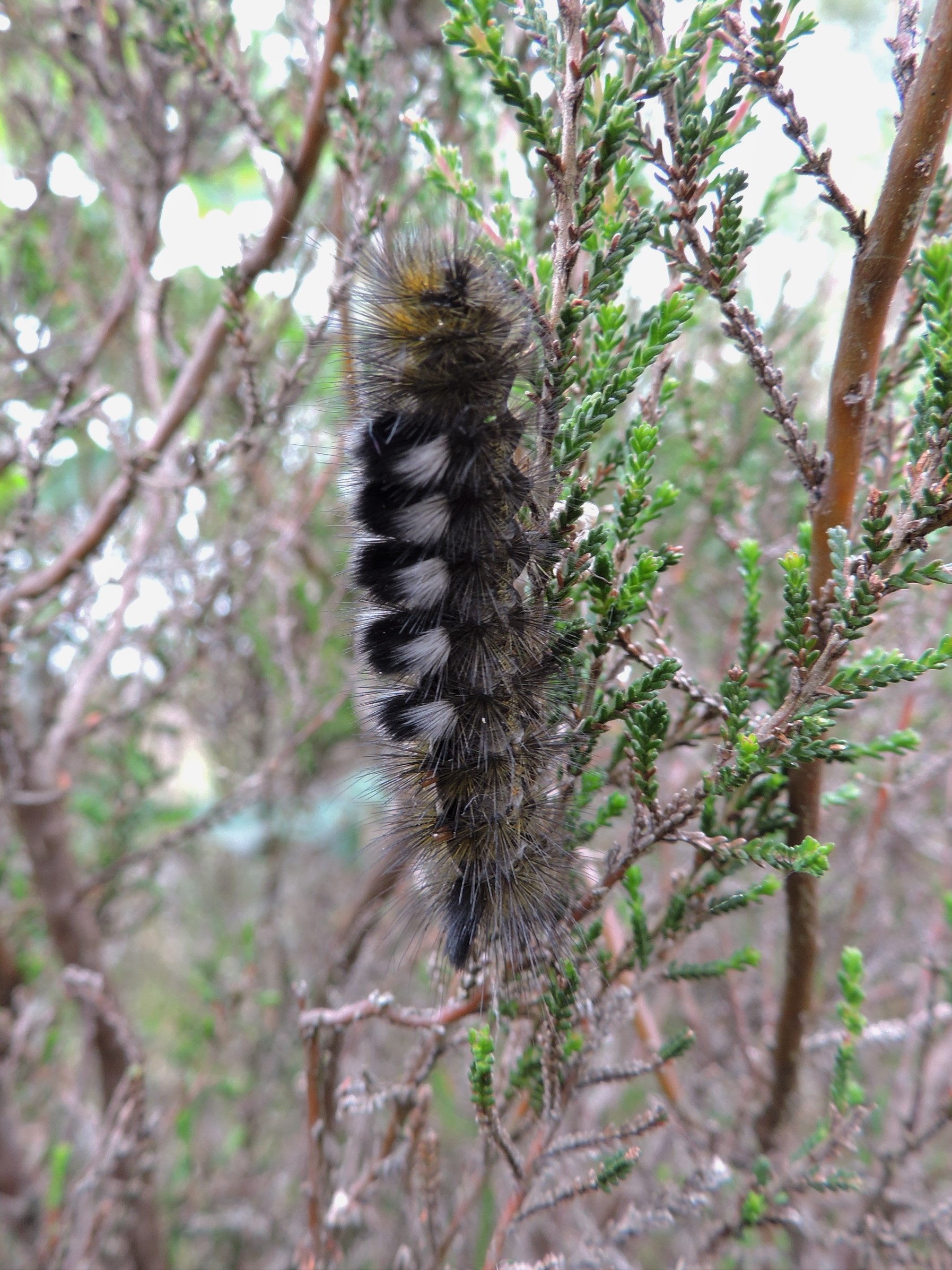 Welke grote rups is dit ?