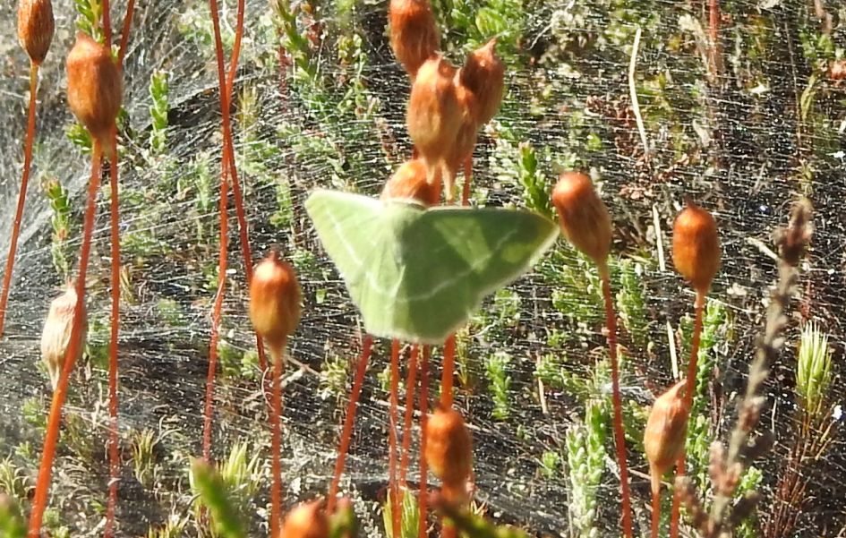 Welke nachtvlinder is dit?