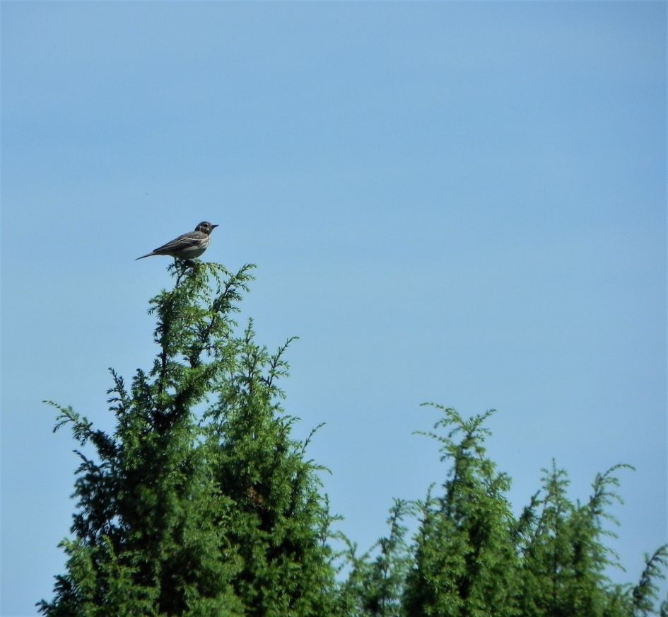 Geen idee welke vogel dit is.