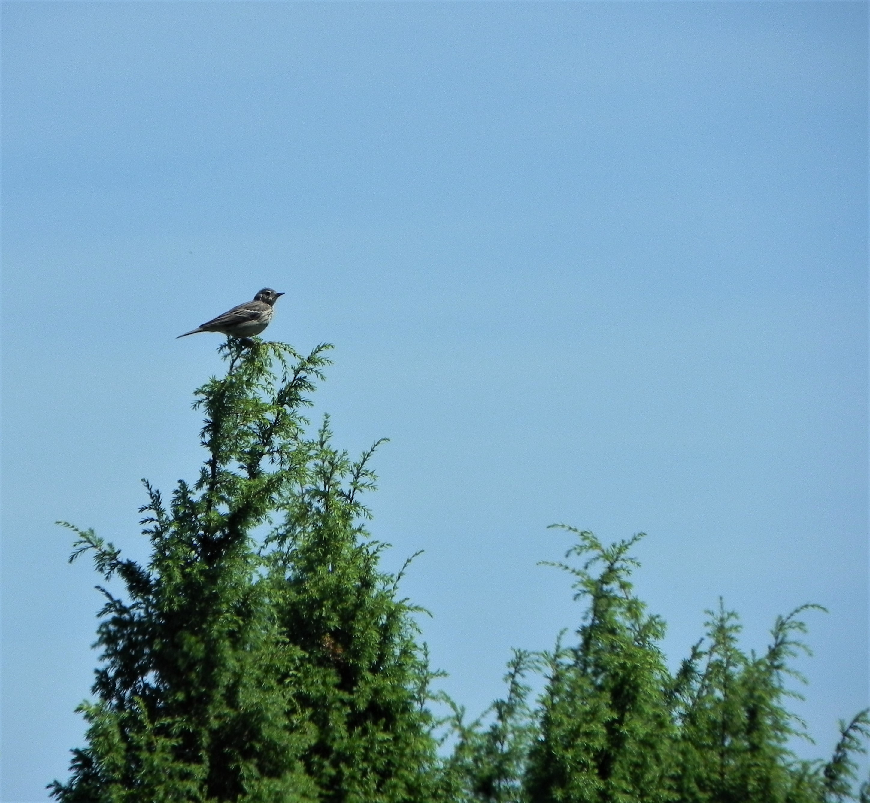 Geen idee welke vogel dit is.