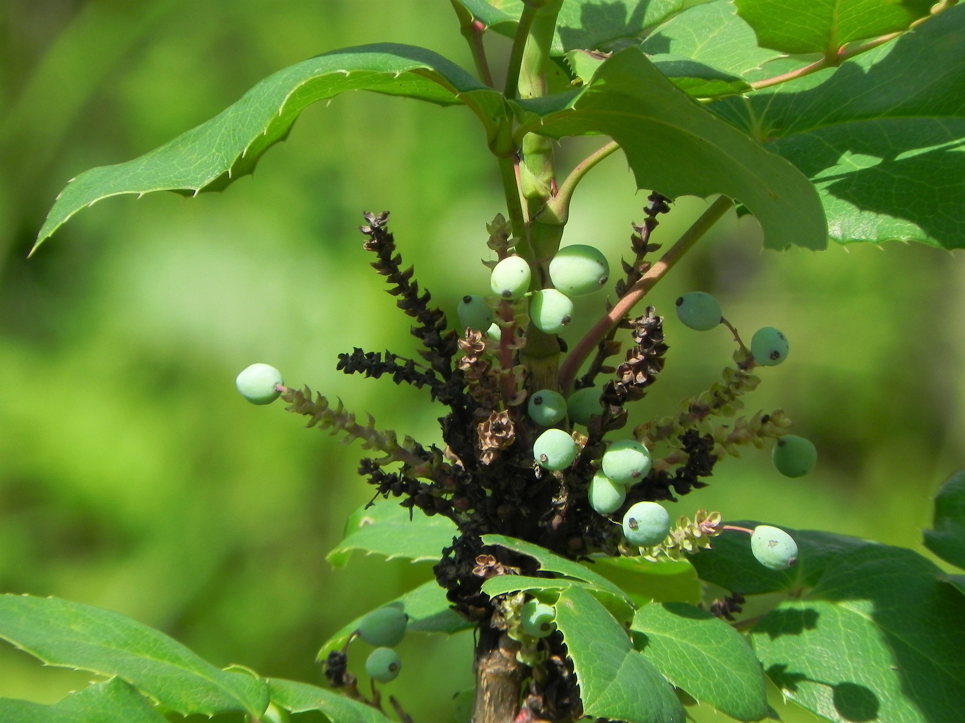 Wat is de naam van deze plant?
