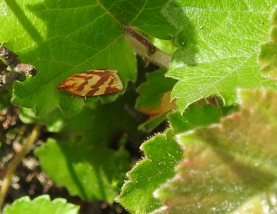 Welke nachtvlinder is dit?