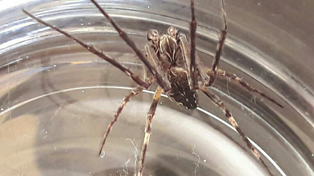 Spin gevonden in bananendoos weer