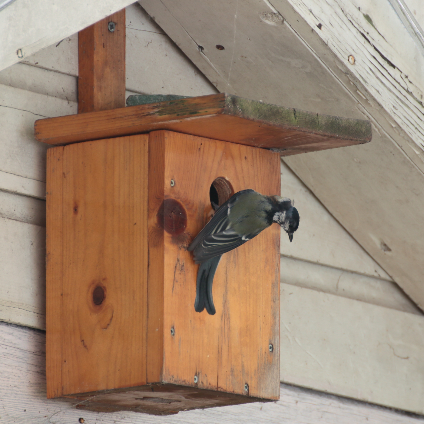 Kan het zijn dat de koolmeesjes nu nog jongen hebben?