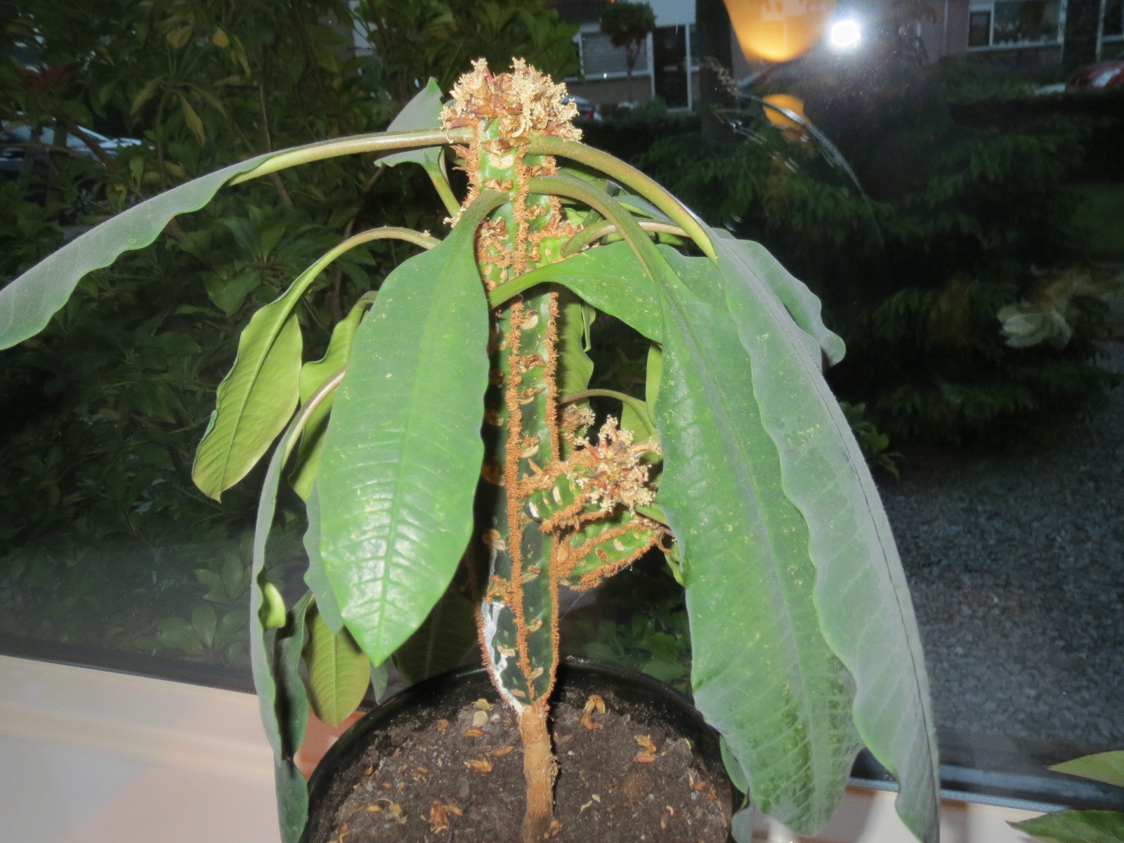 Onbekende kamerplant