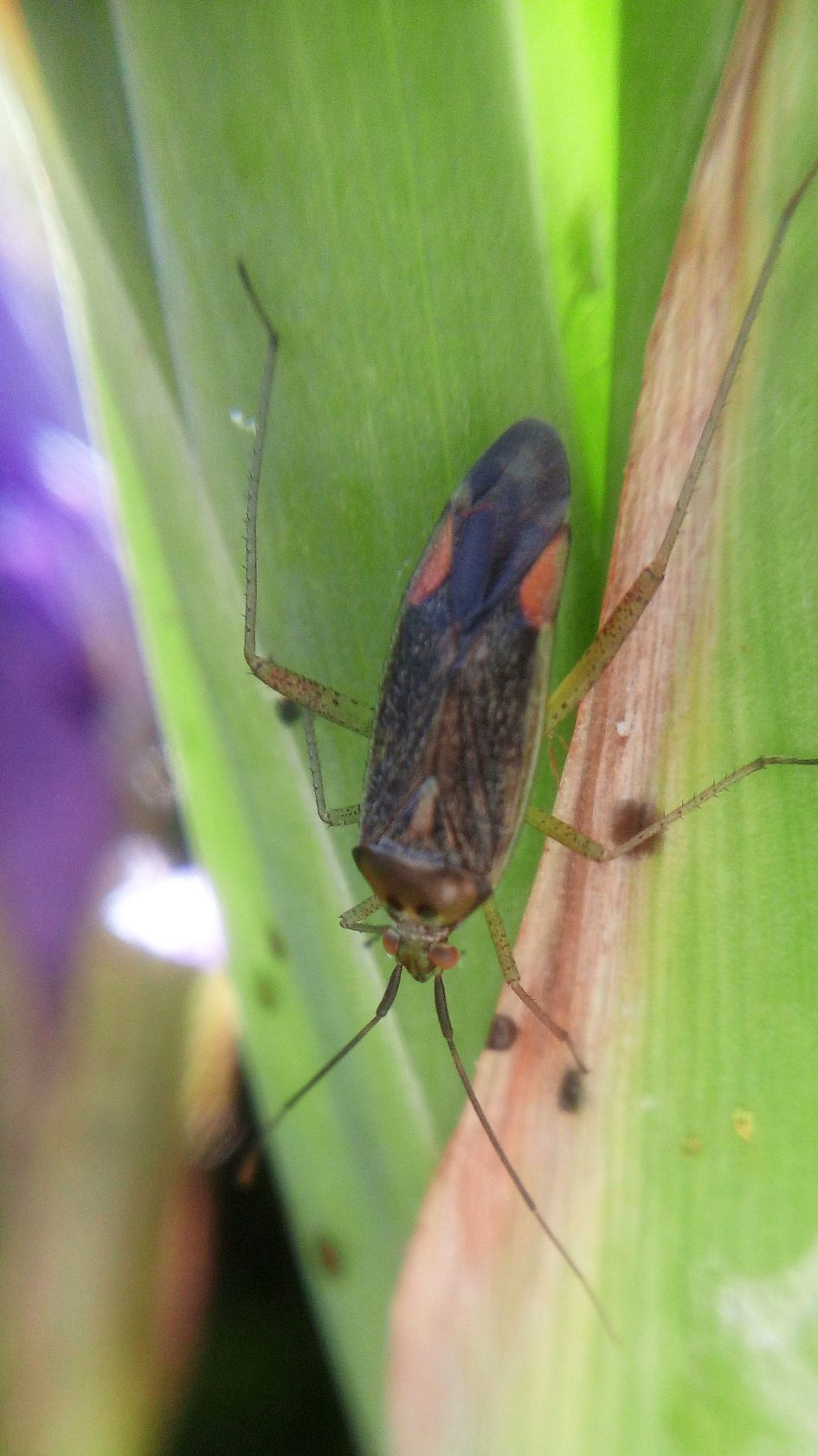 wat is dit voor beestje