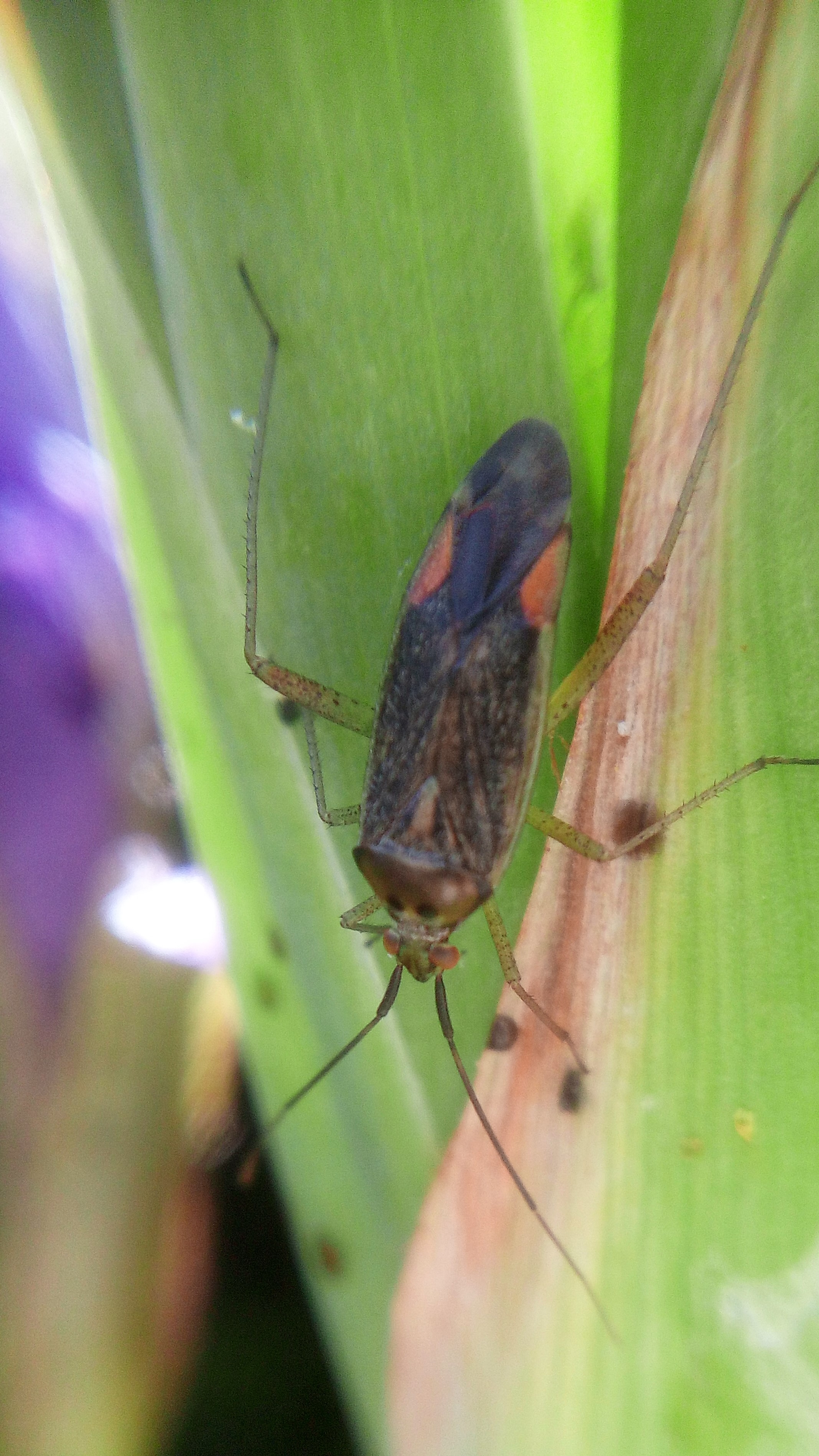 wat is dit voor beestje