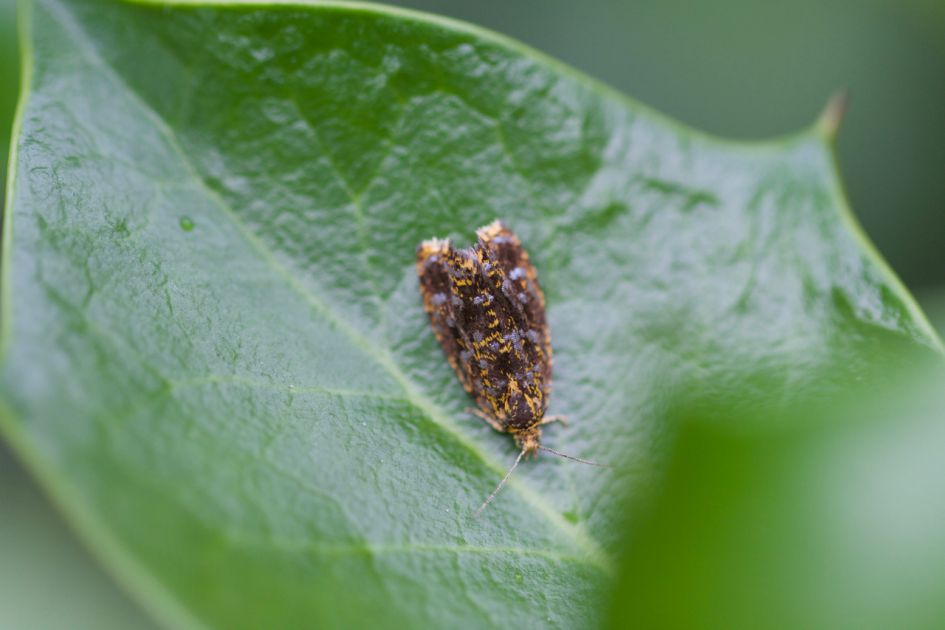 klein nachtvlindertje