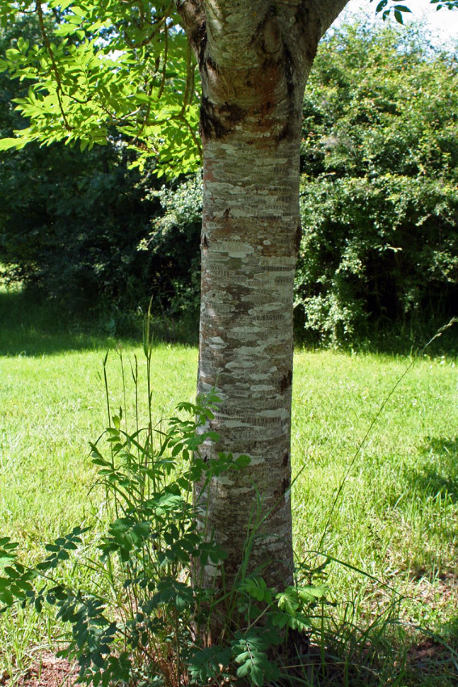 aparte boomstam deel 2