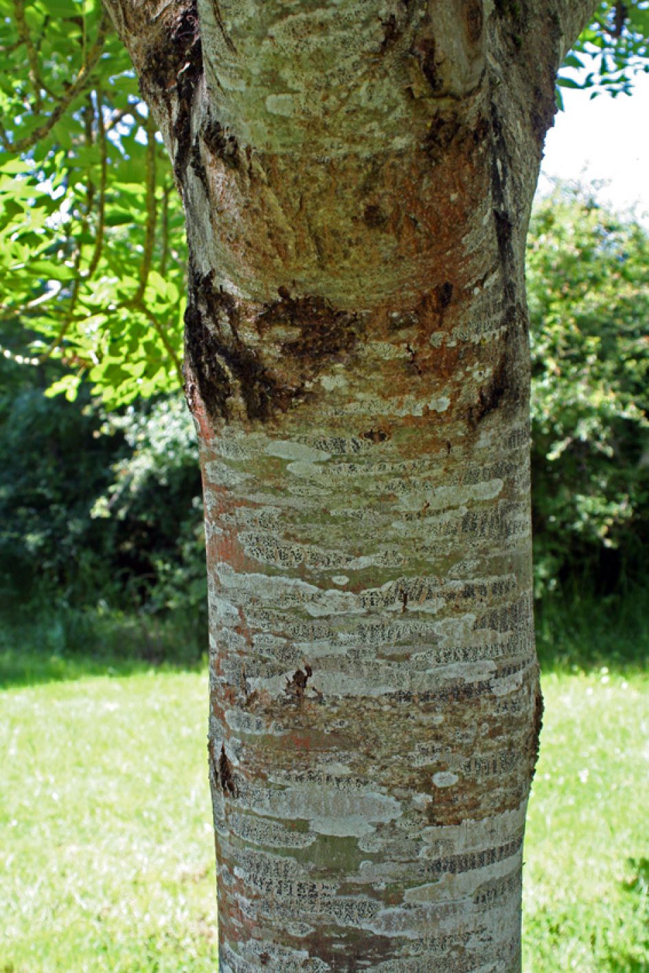 aparte boomstam deel 3