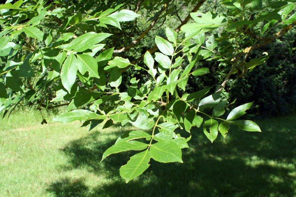 aparte boomstam deel 4