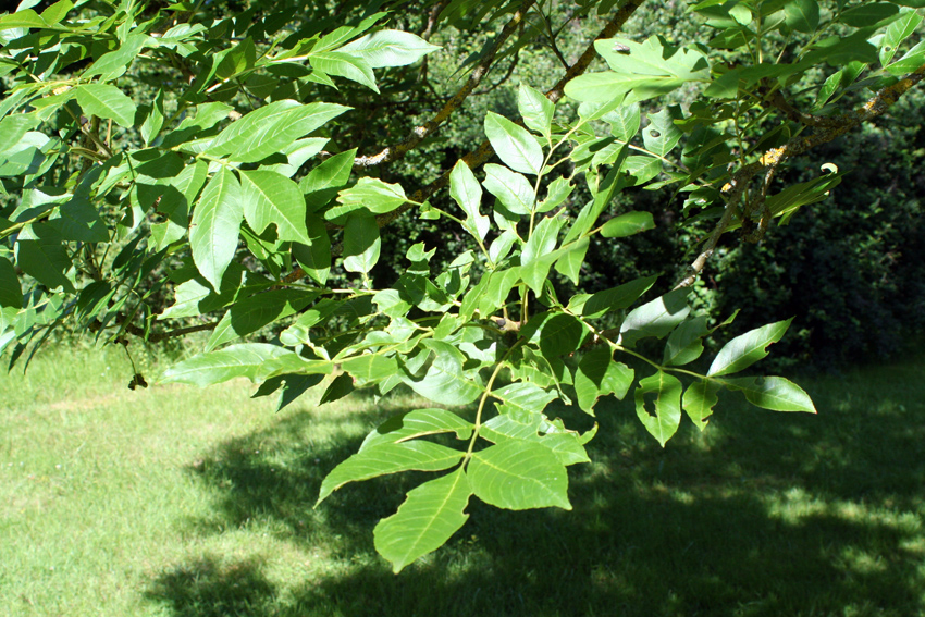 aparte boomstam deel 4