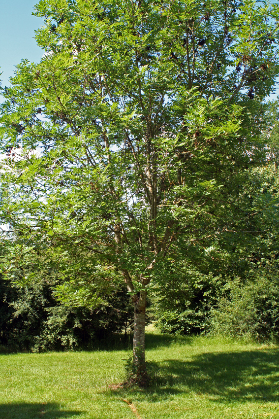 Aparte boomstam deel-1