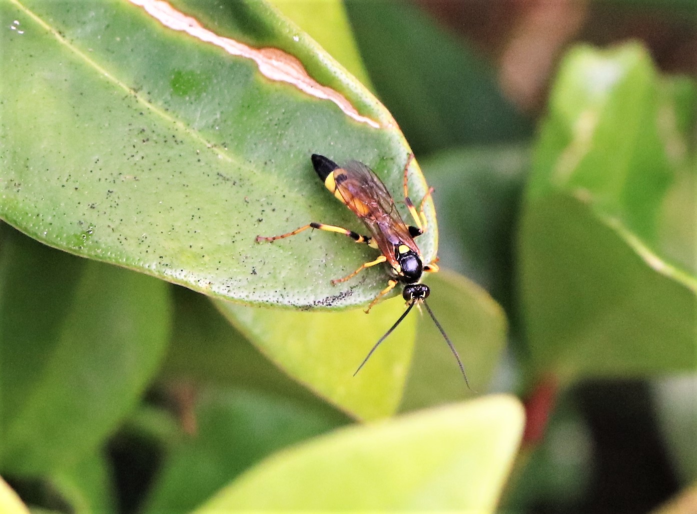 welk type wesp is deze?