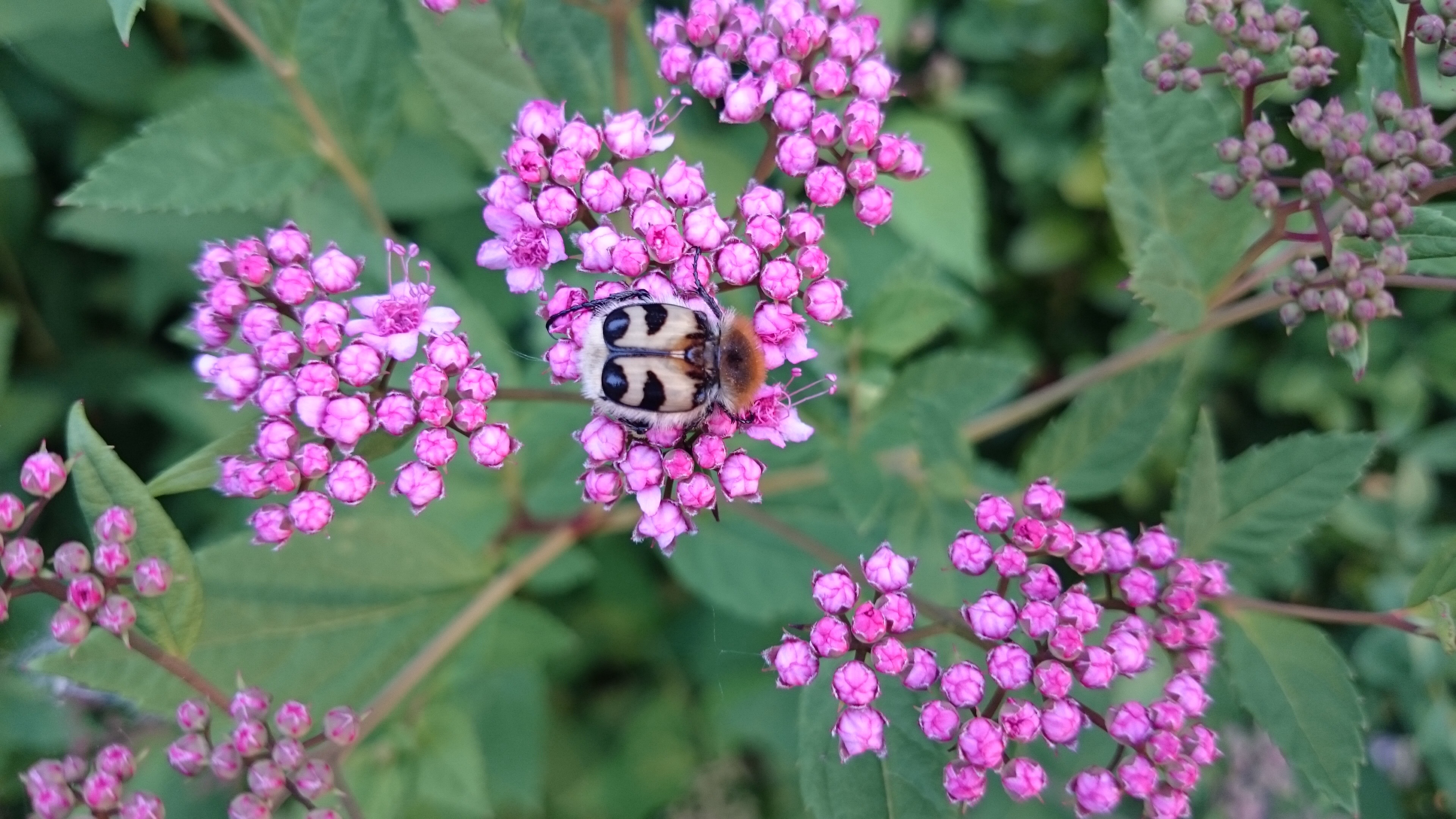 Is dit een vaker voorkomende tor of kever, en wat is zijn naam?