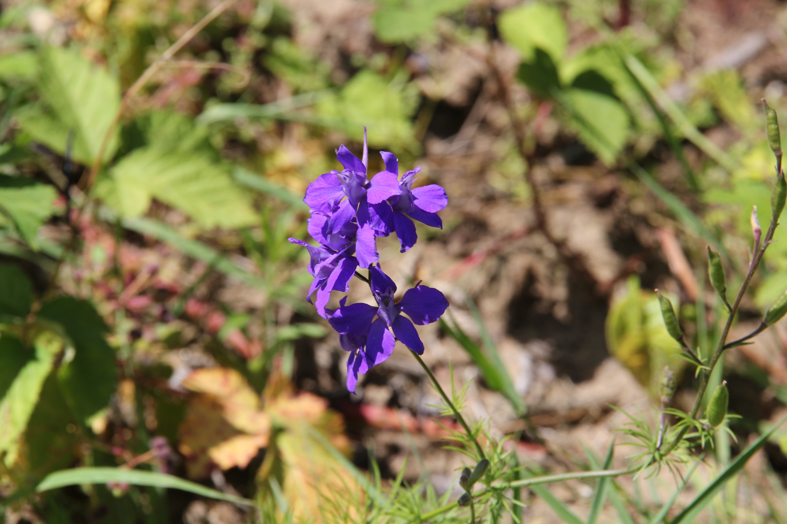 welk plantje is dit?