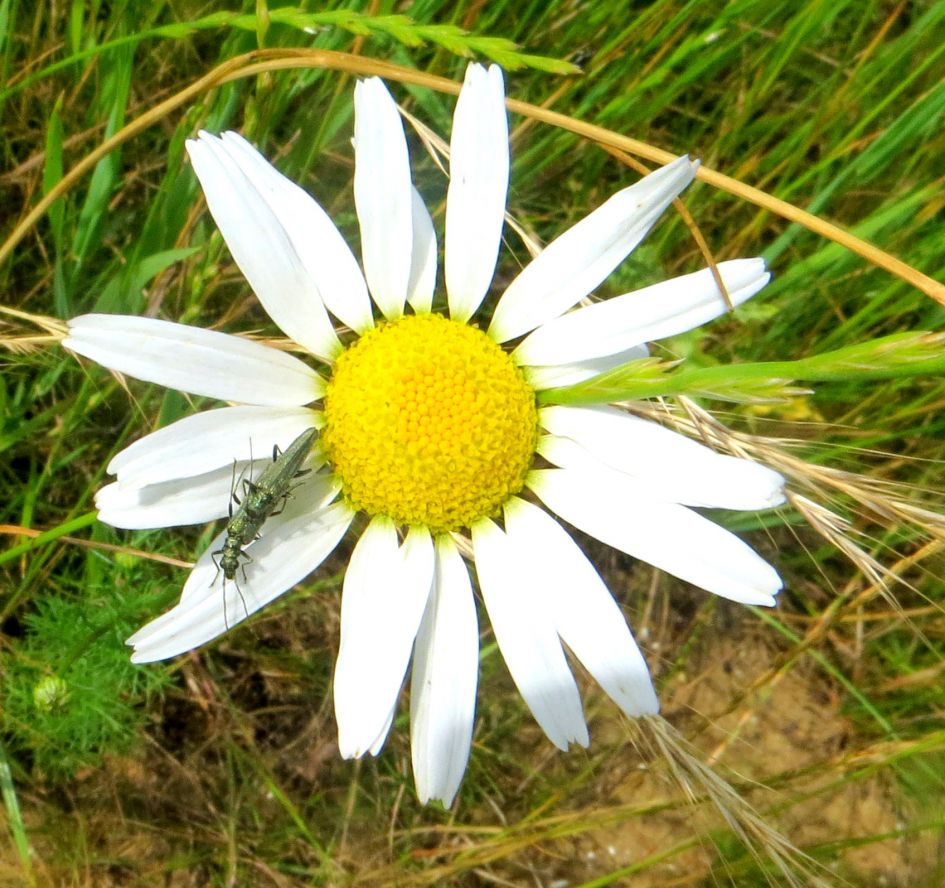 Het is groen en het is klein...