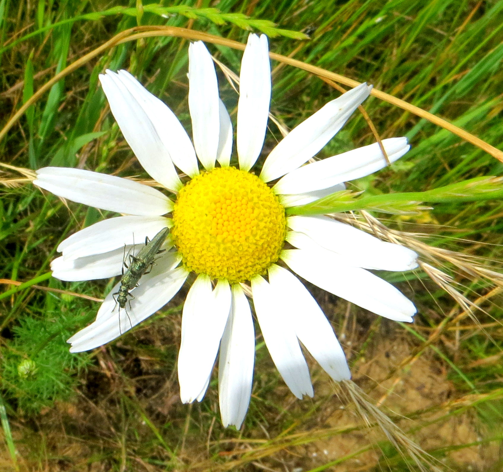 Het is groen en het is klein...