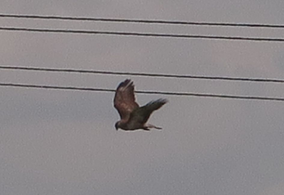 Welke roofvogel vliegt hier?