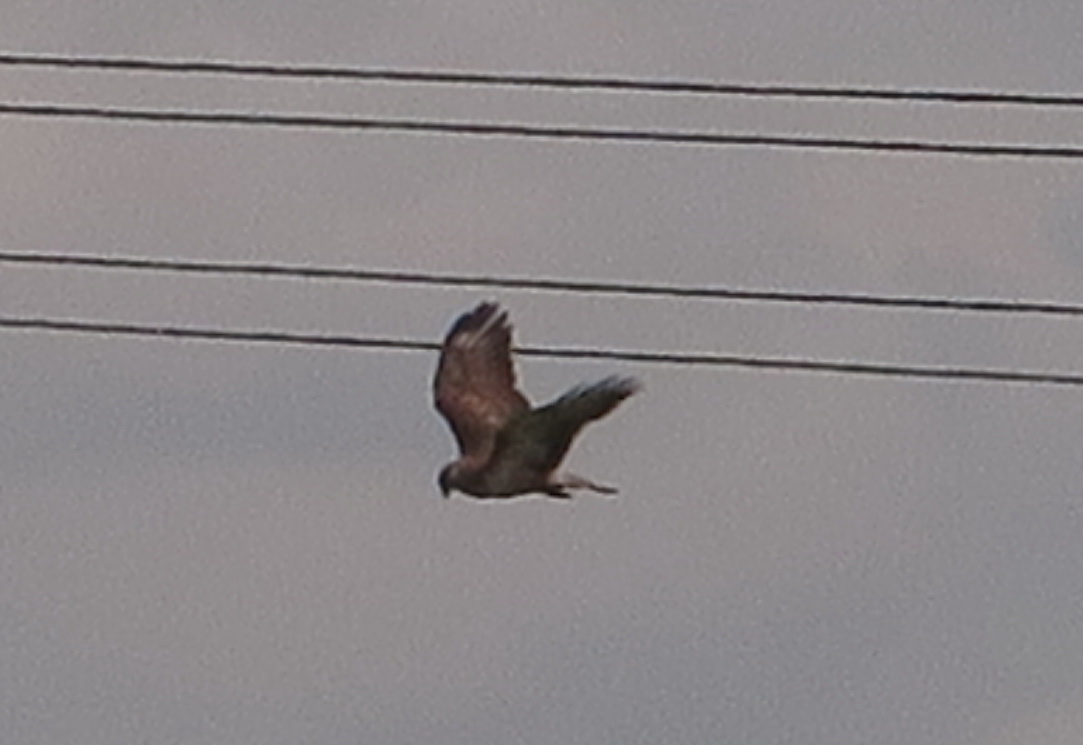 Welke roofvogel vliegt hier?