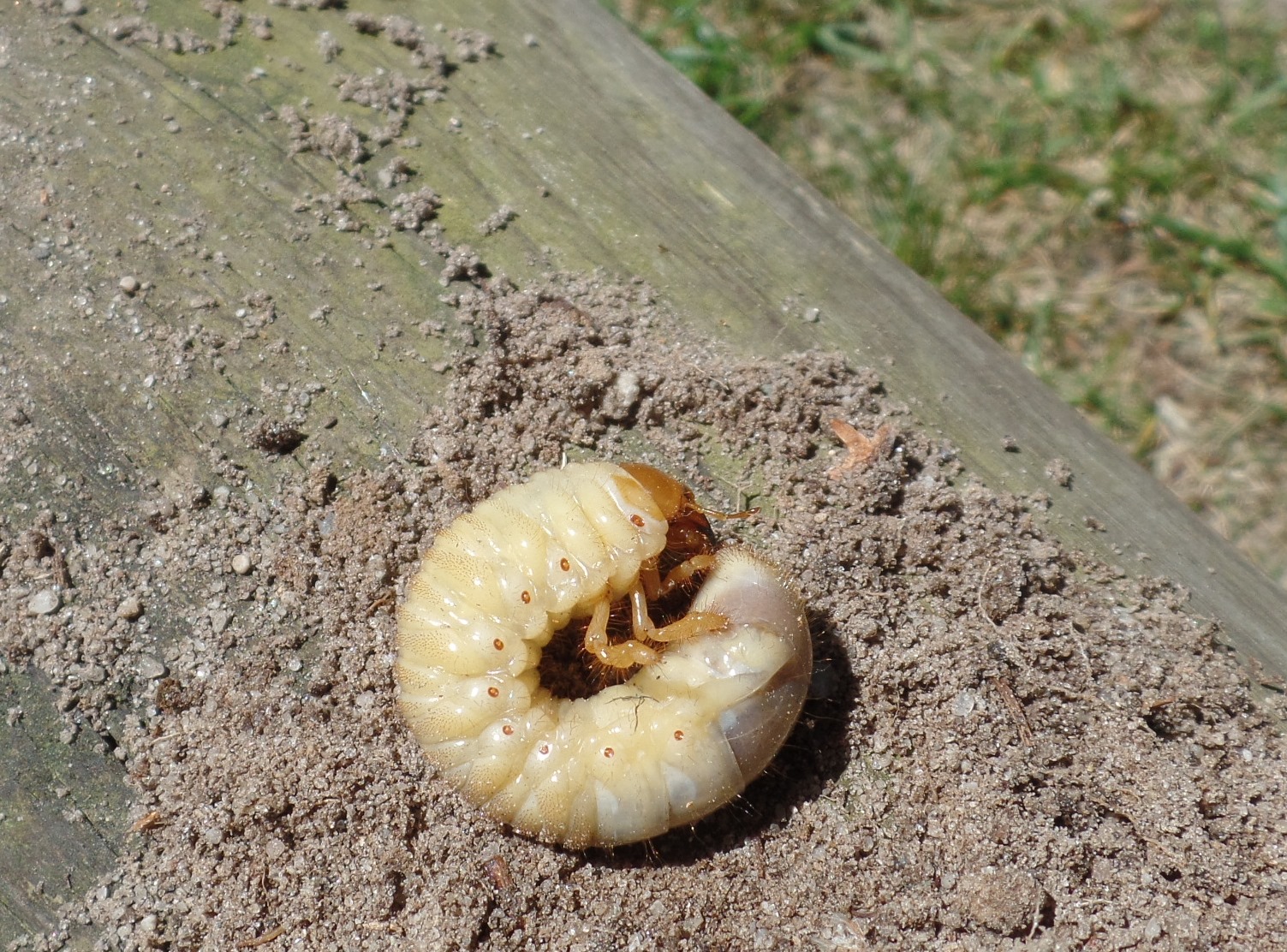Vroege vogels Forum - welk insect/tor gaat dit worden?