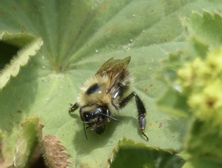 Is deze bij te determineren zonder foto van het achterlijf?