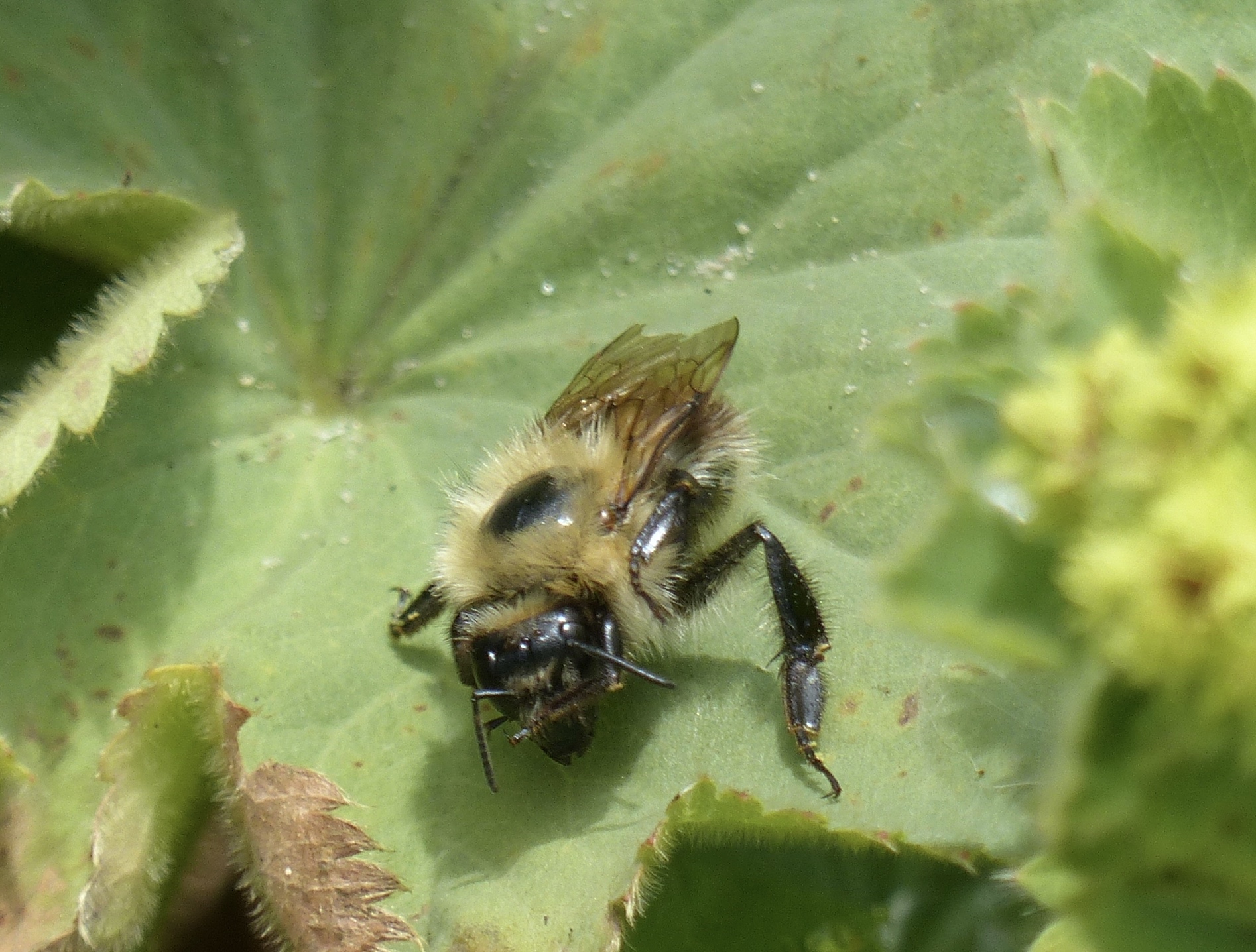 Is deze bij te determineren zonder foto van het achterlijf?
